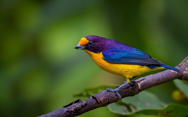 Синя жълта пера птица, клон на дърво, синьо, жълто, пера, птица, дърво, клон, HD тапет