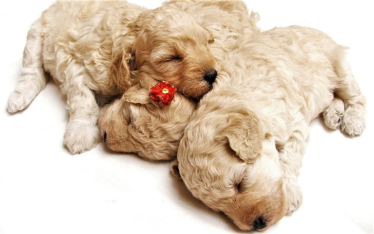 animal, baby, cute, dog, puppy, sleeping, HD wallpaper