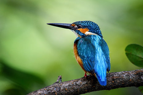 селективен фокус на синя птица върху ствола на дървото, рибар, селективен фокус, синя птица, ствол на дърво, животни, птици, Nikon D7200, дива природа, GETTY, птица, животно, природа, клюн, многоцветен, пчелояд, животни в дивата природа , синьо червено, HD тапет HD wallpaper
