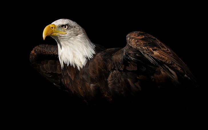 birds animals black background bald eagle, HD wallpaper