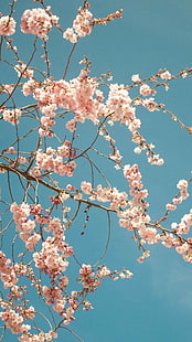 โทรศัพท์ธรรมชาติดอกไม้, วอลล์เปเปอร์ HD HD wallpaper