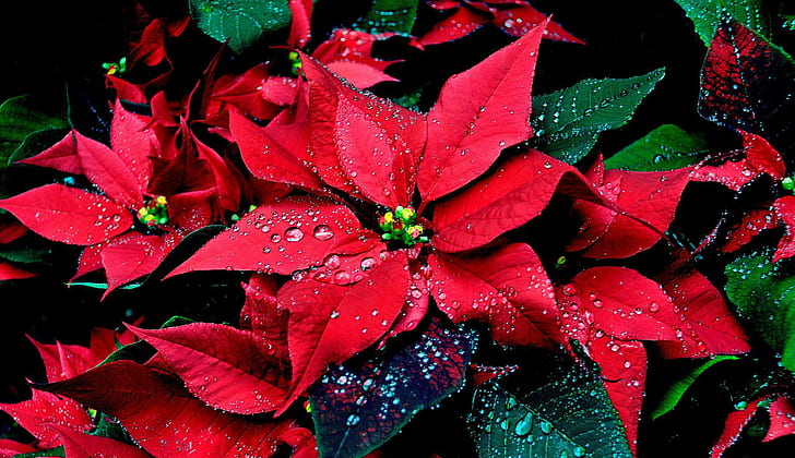 Christmas star, petals, star, beauty, lovely, christmas, flower, nice, leaves, beautiful, drops, pretty, HD wallpaper