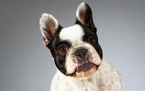 Bulldog francês, HD papel de parede HD wallpaper
