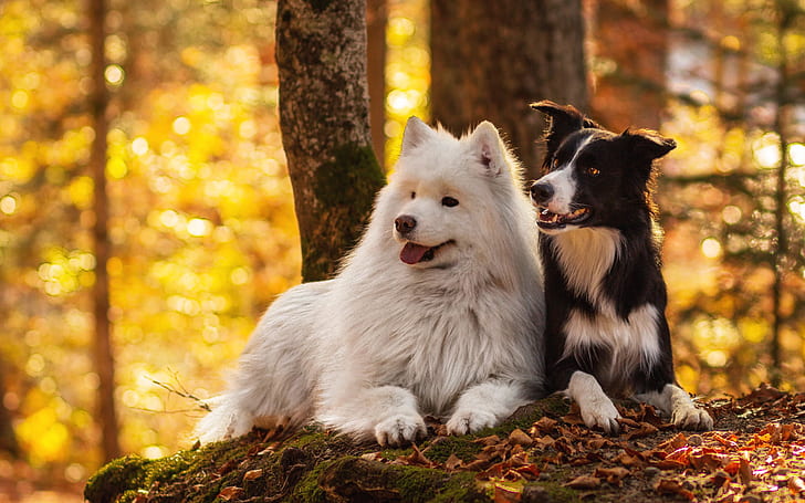 犬、犬、ボーダーコリー、秋、森、サモエド、座っている、 HDデスクトップの壁紙