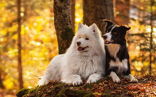  Dogs, Dog, Border Collie, Fall, Forest, Samoyed, Sitting, HD wallpaper HD wallpaper