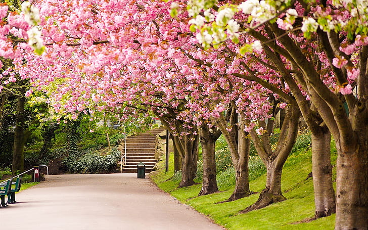 Sheffield, Inglaterra, parque, árboles, flor de cerezo, camino, pasos, primavera, cerezos en flor, Sheffield, Inglaterra, parque, árboles, cerezo, flor, carretera, primavera, Fondo de pantalla HD