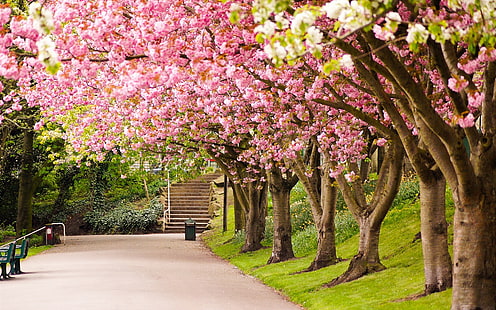Sheffield, Inghilterra, parco, alberi, fiore di ciliegio, strada, passi, primavera, alberi di ciliegio, Sheffield, Inghilterra, parco, alberi, ciliegia, fiore, strada, primavera, Sfondo HD HD wallpaper