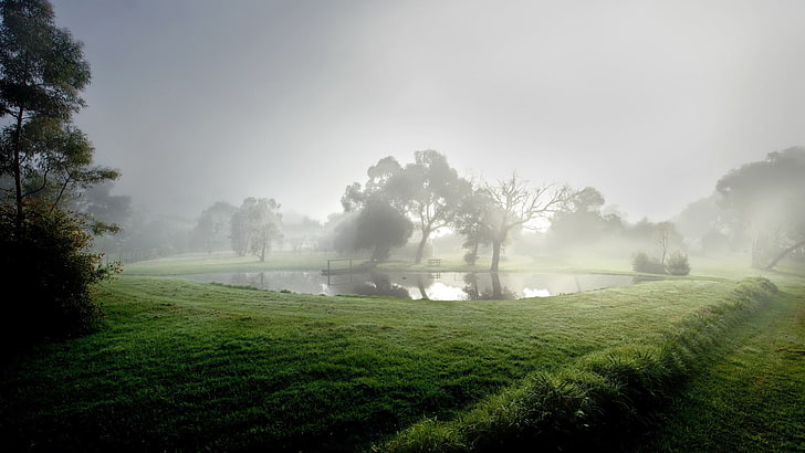 green grass and body of water, pond, fog, morning, reservoir, trees, summer, cool, HD wallpaper