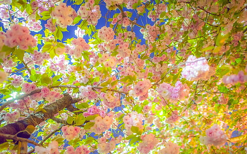 ซากุระ, ต้นเชอร์รี่, ดอกซากุระสีชมพู, ซากุระ, ซากุระ, ต้นไม้, บาน, ฤดูใบไม้ผลิ, สาขา, วอลล์เปเปอร์ HD HD wallpaper