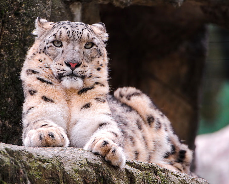 brown and black tiger cub, look, face, lies, Snow leopard, IRBIS, serious, HD wallpaper