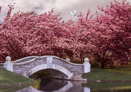 ponte, cereja, flor, rio, 5k, 4k, Japão, pomba, HD papel de parede HD wallpaper