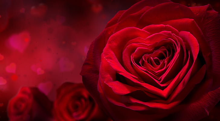 Flores, Rose, Flor, Rosa Vermelha, HD papel de parede
