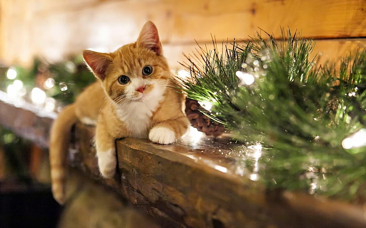 orange tabby cat, animals, cat, decorations, Christmas ornaments, HD wallpaper