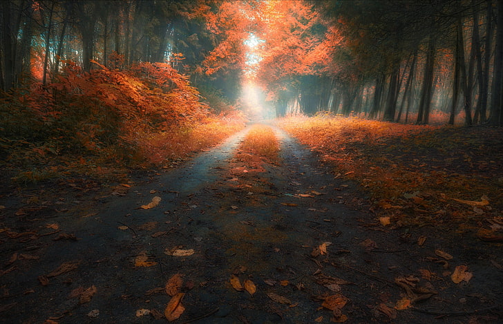 fall, road, leaves, trees, red leaves, HD wallpaper