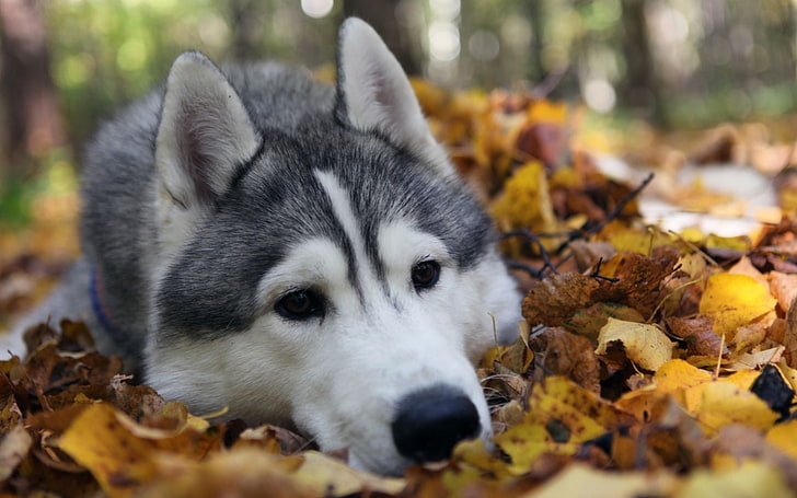 Husky sibérien blanc et gris adulte, animaux, chien, Malamute d'Alaska, Fond d'écran HD