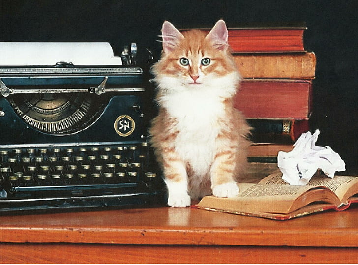 I Have To Study Now, typewriter, feline, kitten, norwegian forest, books, animals, HD wallpaper