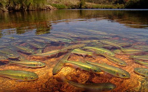 Schule der Silberfische, Wasser, Transparenz, See, Fluss, Fisch, National Geographic, HD-Hintergrundbild HD wallpaper