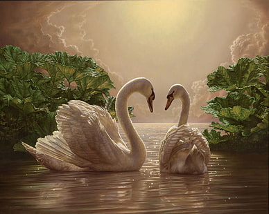 two white ducks, romance, picture, the evening, two, swans, HD wallpaper HD wallpaper