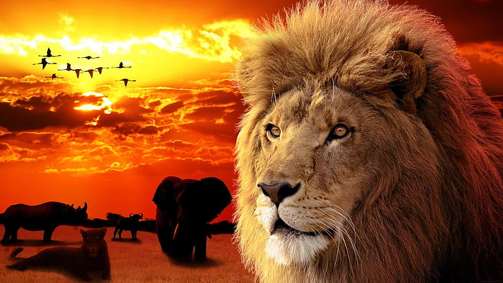 lion, sunset, wildlife, HD wallpaper