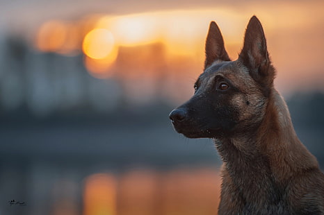 поглед, светлина, куче, боке, белгийски малинуа, HD тапет HD wallpaper