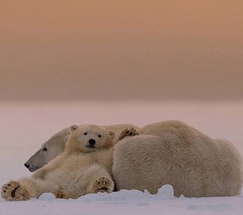 animaux, ours polaires, bébés animaux, Fond d'écran HD HD wallpaper
