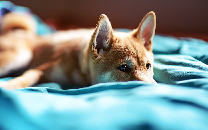 chiot Shiba inu brun, chien, museau, couverture, mensonge, Fond d'écran HD