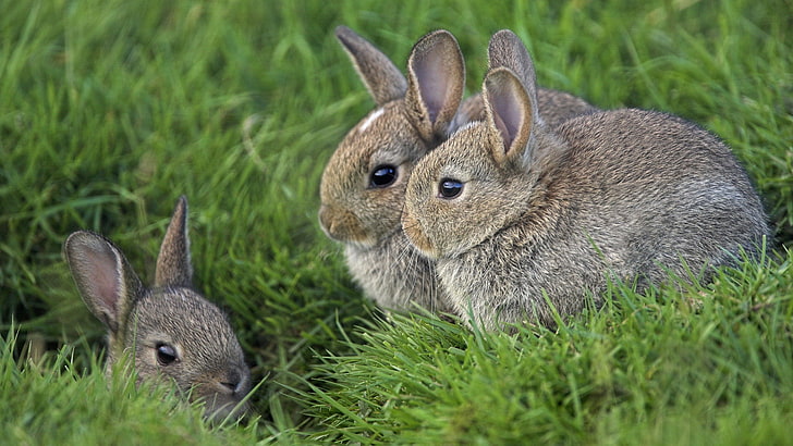 three brown rabbits, grass, ears, rabbits, three, eyes, HD wallpaper