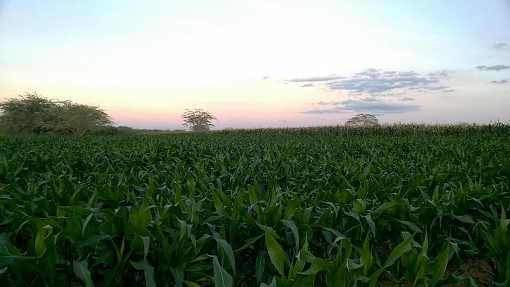 кукуруза, кукурузное поле, HD обои