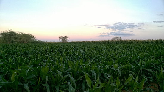 maíz, maizal, Fondo de pantalla HD HD wallpaper