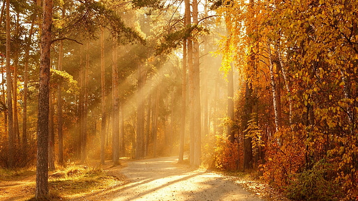 nature, sunray, forest, autumn, rays, woodland, sunlight, leaf, morning, leaves, tree, path, sunshine, pathway, dirt road, HD wallpaper