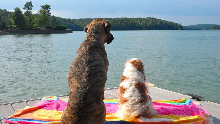 yetişkin brindle Amerikan pitbul terrier ve blenheim Cavalier King Charles spaniel, köpek, tekne, nehir, yüzme, HD masaüstü duvar kağıdı