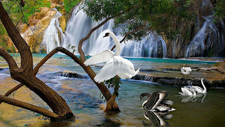 Beautiful Background With Staggered Waterfall White And Black Swans Water Willow Tree, HD wallpaper
