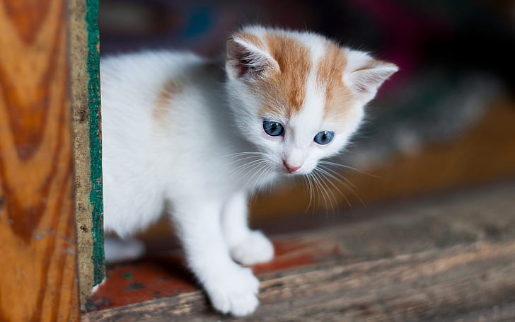 White kitten, blue eyes, look, White, Kitten, Blue, Eyes, Look, HD wallpaper