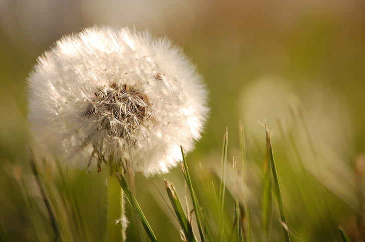 close up photo of white Dandelion flower at daytime, head, weed, lawn, jpg, close up, photo, white, Dandelion, flower, daytime, nikon  D40, nikon D40, attribution license, weeds, nial, bradshaw, royalty, DX format, APS-C, image, ambient light, attribution, rights, creative commons, color, from the ground, horizontal, format, stock photo, stock photography, straight out, camera, nature, grass, summer, plant, close-up, meadow, springtime, outdoors, seed, macro, HD wallpaper