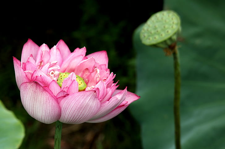 shallow focus photo of a pink flower, lotus, lotus, nature, lotus Water Lily, water Lily, plant, flower, pink Color, petal, pond, flower Head, leaf, beauty In Nature, HD wallpaper