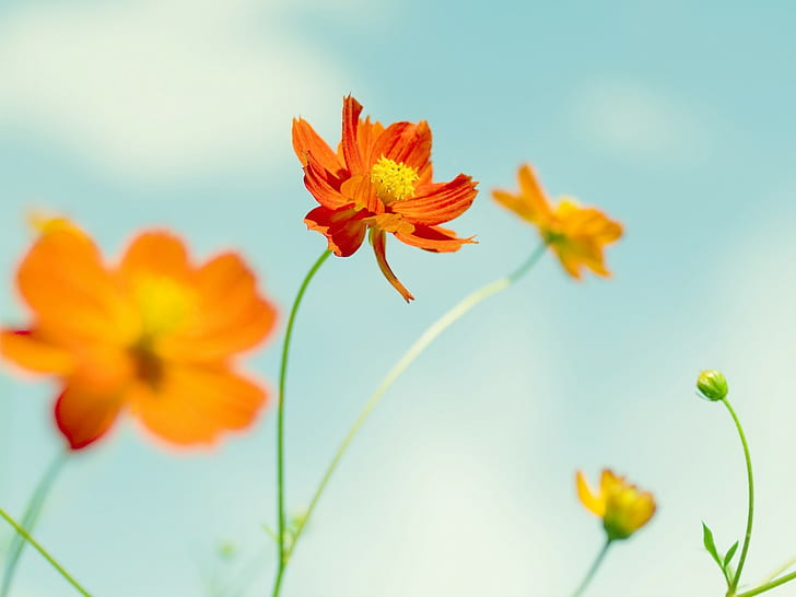 꽃, 노랑, 주황색, 하늘, 녹색, 코스모스 (꽃), 주황색 꽃, 식물, HD 배경 화면