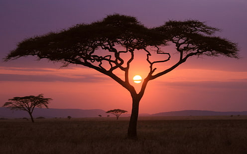 日没、アフリカ、自然、風景、 HDデスクトップの壁紙 HD wallpaper
