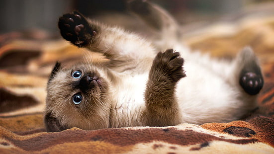 Siamese kitten, black and white Siamese cat, animals, 2560x1440, kitten, siamese, HD wallpaper HD wallpaper