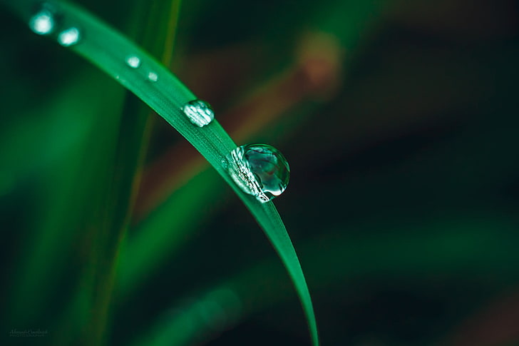 green leaf, photo of water dew on grass, macro, nature, water, water drops, grass, HD wallpaper