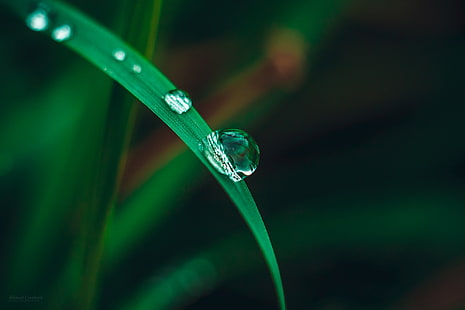 green leaf, photo of water dew on grass, macro, nature, water, water drops, grass, HD wallpaper HD wallpaper