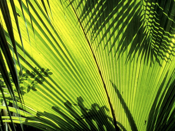 plants, leaves, tropical, shadow, HD wallpaper