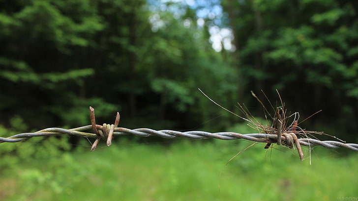 nature, green, trees, plants, barbed wire, HD wallpaper