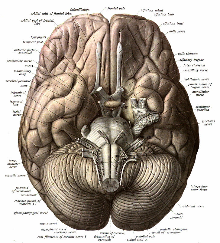Anatomia, cérebro, cabeça, médica, cartaz, crânio, HD papel de parede, papel de parede de celular