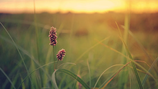 grass, field, plant, wheat, summer, meadow, sky, spring, landscape, cereal, stalk, season, leaf, agriculture, flower, garden, environment, outdoor, lawn, rural, natural, farm, growth, horizon, country, leaves, bright, flora, sun, grow, countryside, cloud, tree, farming, fresh, sunset, clouds, light, harvest, plants, HD wallpaper HD wallpaper