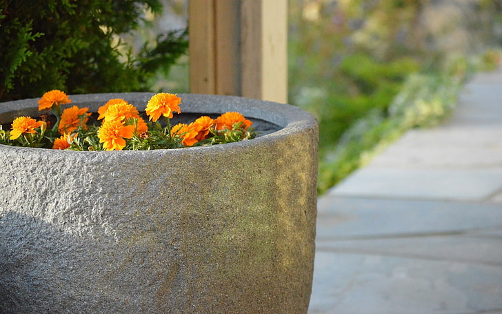 pot bunga, sinar matahari, cahaya alami, Wallpaper HD
