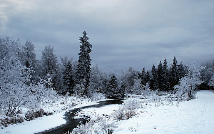 natur, snö, vinter, träd, skog, flod, HD tapet
