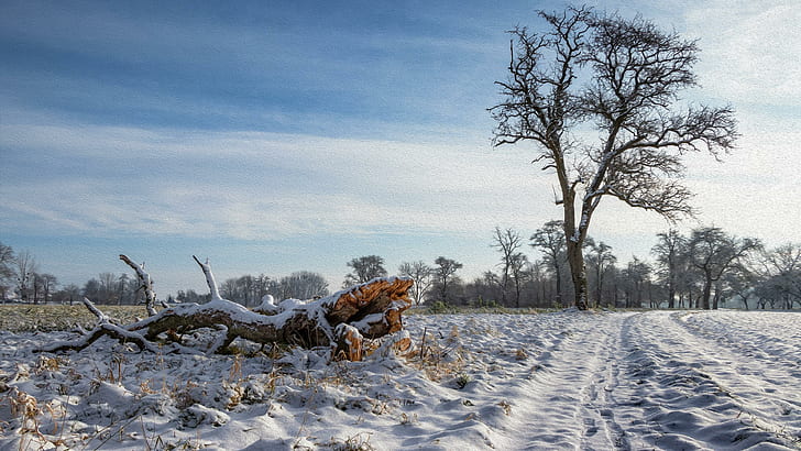 nieve, árbol, invierno, escarcha, paisaje, Fondo de pantalla HD