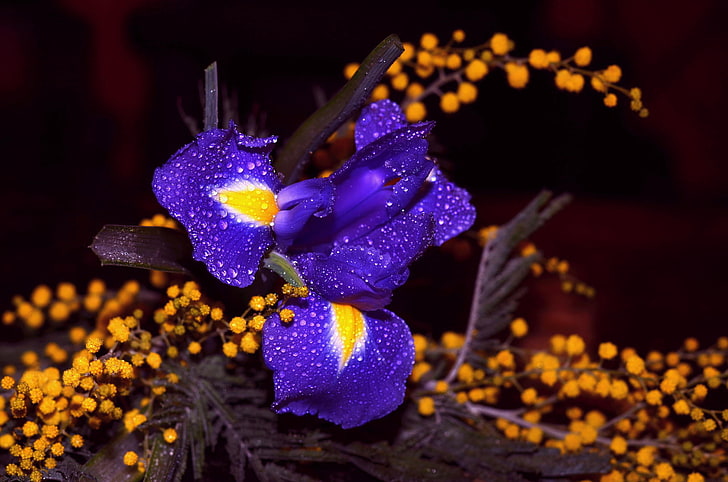 flor de iris morado y amarillo, gotas, pétalos, bokeh, Fondo de pantalla HD