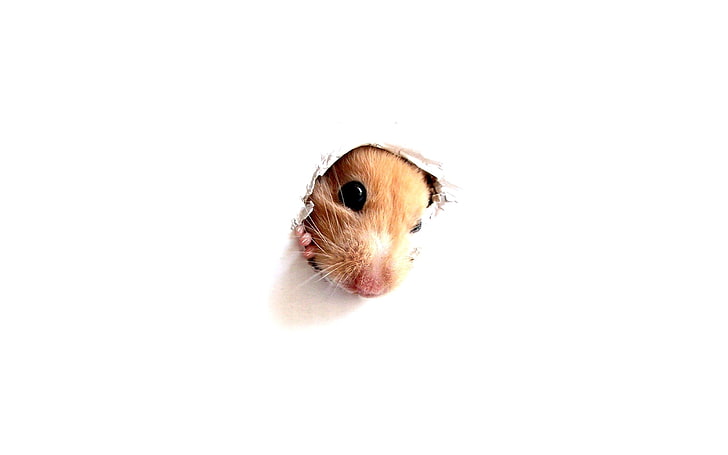 brown hamster, hamster, rodent, face, paper, hole, HD wallpaper