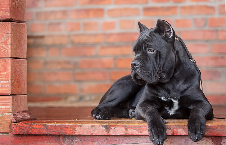 cão preto de pêlo curto, cana corso, cachorro, olhar, HD papel de parede